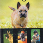 Dogs (for dummies) (64 649) UUSI -FI- slipcase, DVD - pikkukuva 1