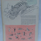 Kotiliesi N:o 11 kesäkuu 1946 - pikkukuva 2