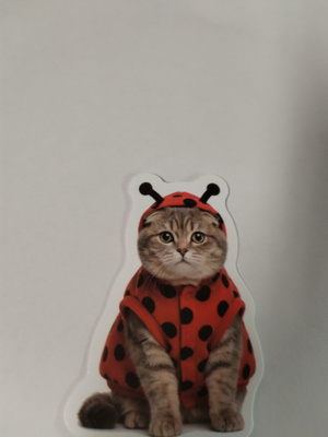 Kissa tarra.