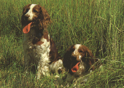 ENGLANNIN SPRINGERSPANIEL POSTIKORTTI