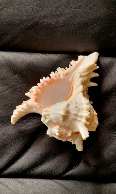 Suuri koristekotilo Chicoreus ramosus 19cm