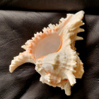 Suuri koristekotilo Chicoreus ramosus 19cm - pikkukuva 1
