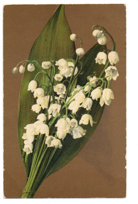 Vanha kortti, kielot