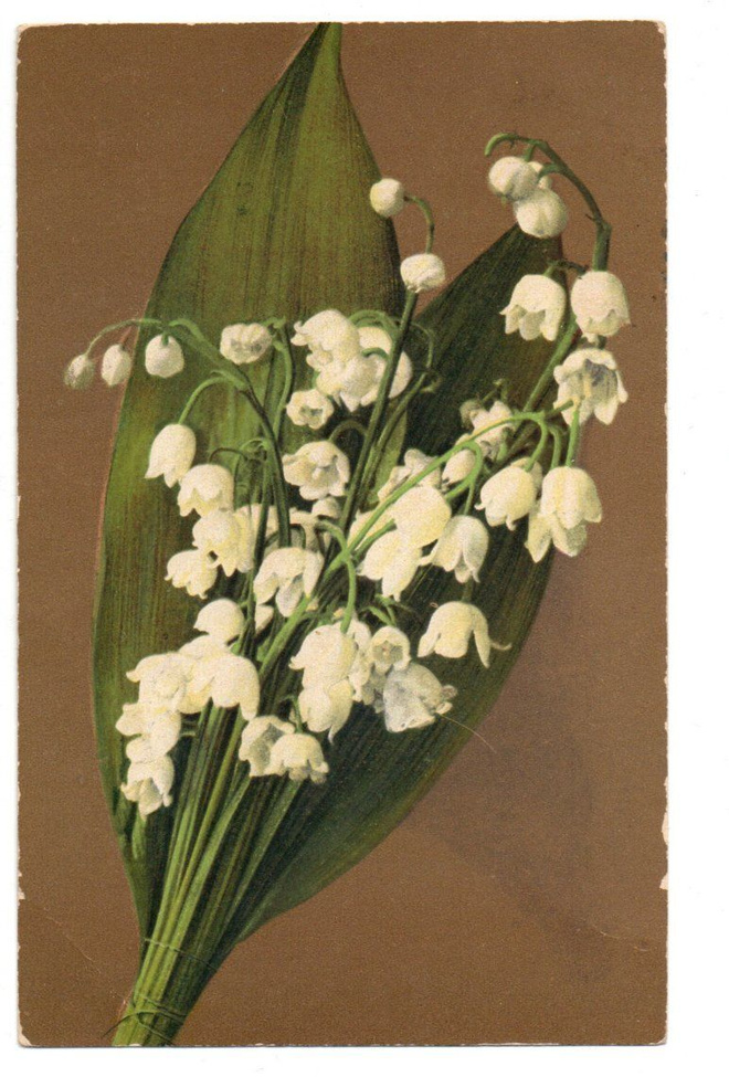 Vanha kortti, kielot
