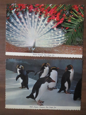 vintage kaksi San Diego Zoo -postikorttia