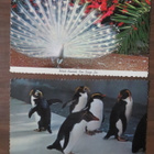 vintage kaksi San Diego Zoo -postikorttia - pikkukuva 1