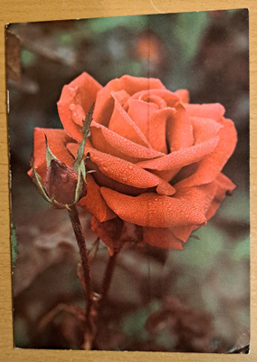 ruusu "Rob Roy", kulkenut 1979