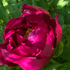 Kiinanpensaspioni (Paeonia rockii), siemeniä 10 kpl - pikkukuva 3
