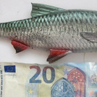 VANHA Viehe Usitin  ISO n. 25 cm Kumia - pikkukuva 3