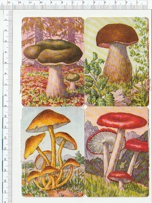 * Heller, myrkylliset sienet- pikku- arkki, 16,5 x 12cm *