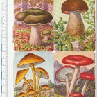 * Heller, myrkylliset sienet- pikku- arkki, 16,5 x 12cm * - pikkukuva 1