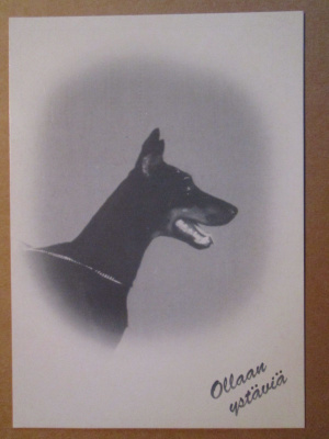 KULKEMATON DOBERMANNI OLLAAN YSTÄVIÄ SARJAA