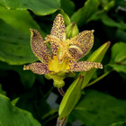 Keltakonnanlilja (Tricyrtis latifolia), siemeniä 50 kpl - pikkukuva 2