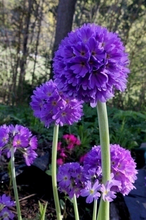 Palloesikko (Primula denticulata), siemeniä 100 kpl