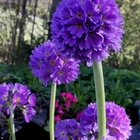 Palloesikko (Primula denticulata), siemeniä 100 kpl - pikkukuva 1