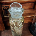 Vanha wet specimen -preparaatti (Astacidae), 1950–1960-l. - pikkukuva 3