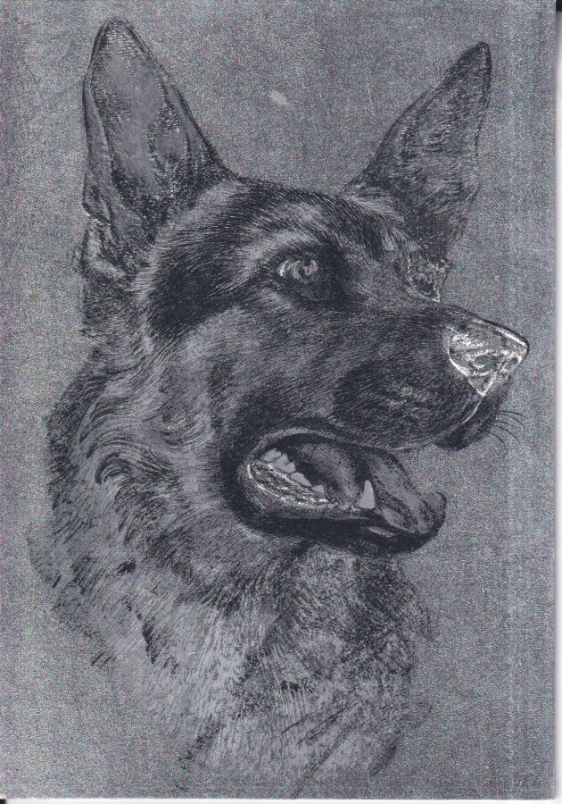 Koira, Saksanpaimenkoira. Metallihohtopinta .  e135