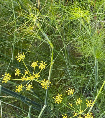 Fenkoli (Foeniculum vulgare), siemeniä 100 kpl
