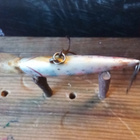 Rapala Floating Finland 6cm RT - pikkukuva 4
