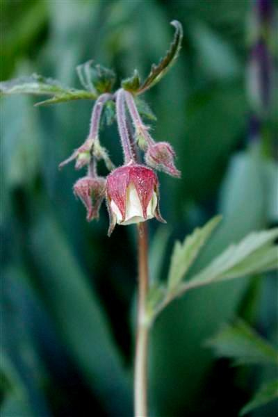 Ojakellukka (Geum rivale), siemeniä 50 kpl