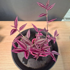 Tradescantia/ juoru - pikkukuva 2