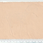 ~ seepra, 17 x 12cm ~ - pikkukuva 2