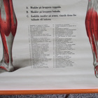 Anatomiska över Människruppen 50x152 cm - pikkukuva 2