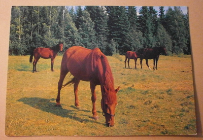 Hevoset laiduntamassa niityllä, väripk, p. 1987