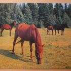 Hevoset laiduntamassa niityllä, väripk, p. 1987 - pikkukuva 1