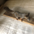 Täytetty orava - pikkukuva 2