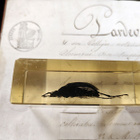 Natura Obscura – Entomologinen näyte no. 320 - pikkukuva 2