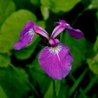 Kaunokurjenmiekka (Iris setosa), siemeniä 50 kpl - pikkukuva 2