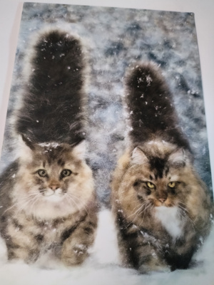 Kissa kortti,kulkematon.