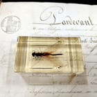 Natura Obscura – Entomologinen näyte no. 338 - pikkukuva 1