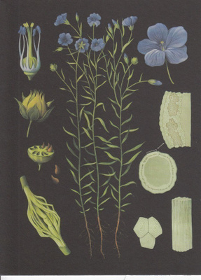 Pellava (isohko taittokortti)