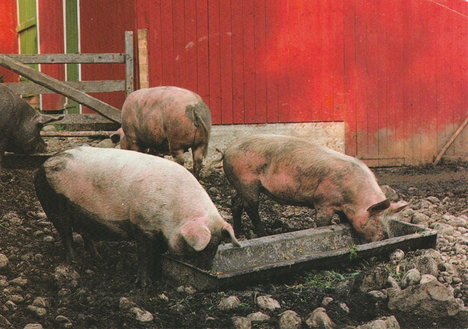 POSTIKORTTI  Suomen luonnonsuojeluliitto, Norppa-tunnus, EL