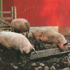 POSTIKORTTI  Suomen luonnonsuojeluliitto, Norppa-tunnus, EL - pikkukuva 1