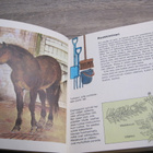 HARRASTESARJA PONIT, ARTKO 1978 - pikkukuva 3