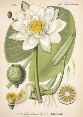 Valkolumme - Nymphaea alba