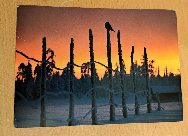 Hiiripöllö istuu seipään nokassa, kulkenut 1984