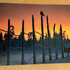 Hiiripöllö istuu seipään nokassa, kulkenut 1984 - pikkukuva 1