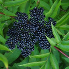 Ruohoselja (Sambucus ebulus), siemeniä 50 kpl - pikkukuva 2
