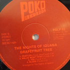The Nights Of Iguana : Grapefruit Tree. - pikkukuva 4