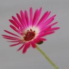 50mm makro Canon - pikkukuva 3