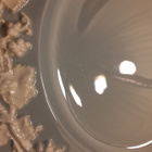 WEDGWOOD KORISTELAUTANEN. KUNINKAALLINEN TYYLI. - pikkukuva 5