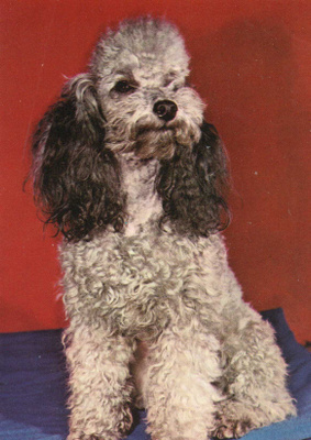 PUDEL " VILLAKOIRA "  POSTIKORTTI
