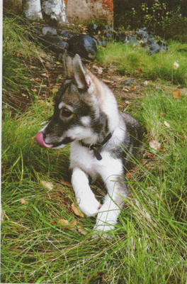 SIPERIAN HUSKY POSTIKORTTI