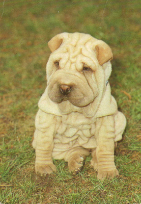 SHAR PEI POSTIKORTTI