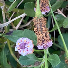 Mattonuppio (Phyla nodiflora), siemeniä 40 kpl - pikkukuva 2