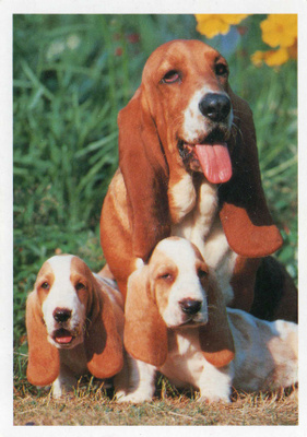 BASSET POSTIKORTTI